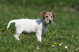 JACK RUSSEL 103